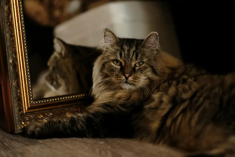 A fluffy cat gazes at its reflection in an ornate, golden-framed mirror, creating a charming portrait.